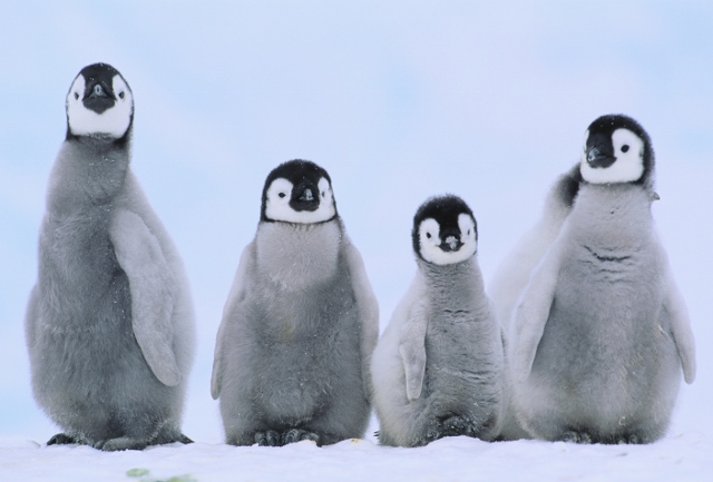 Fine pingviner!